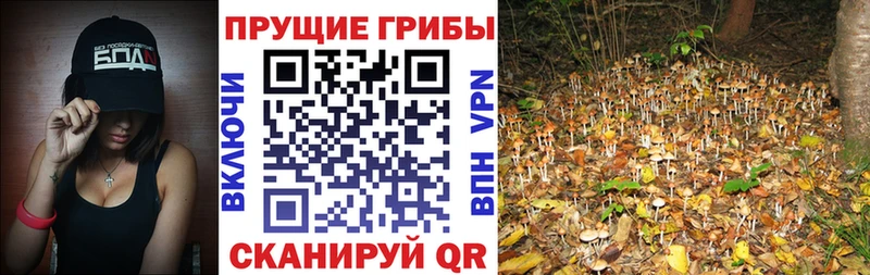 Галлюциногенные грибы Psilocybe  Балашов 